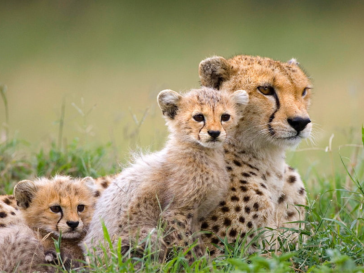 The Southern Sojourn