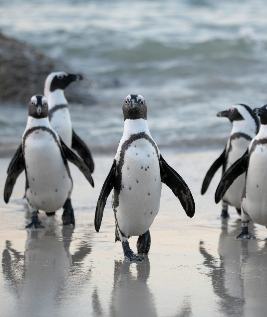 Penguins at Boulders Beach