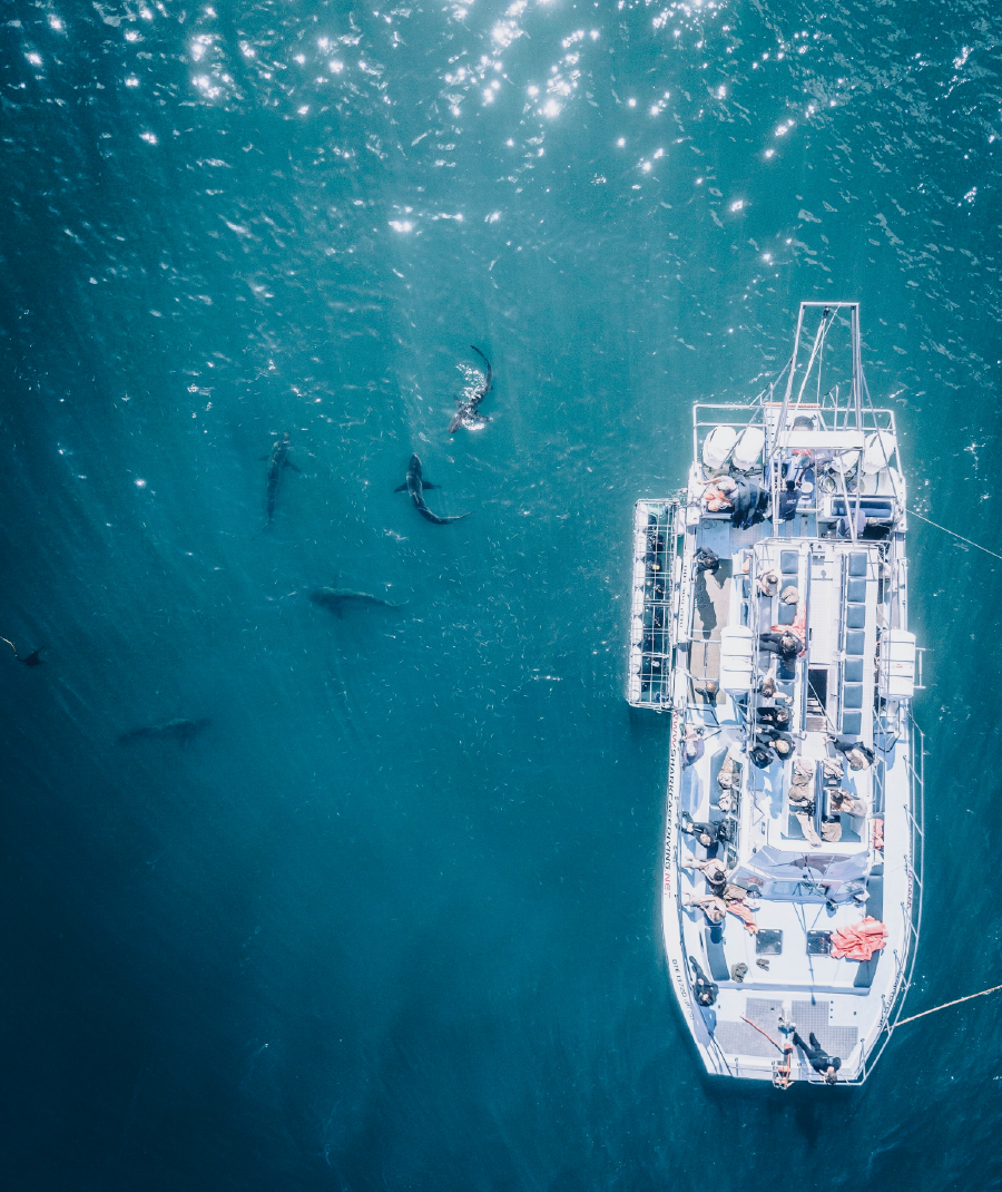 Shark Cage Diving
