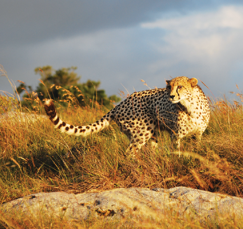 Alphen_Itineraries. SA Roadtrip. Banner