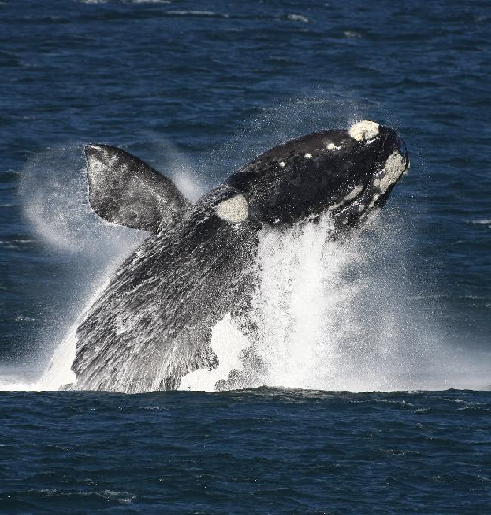 The Marine, Hermanus