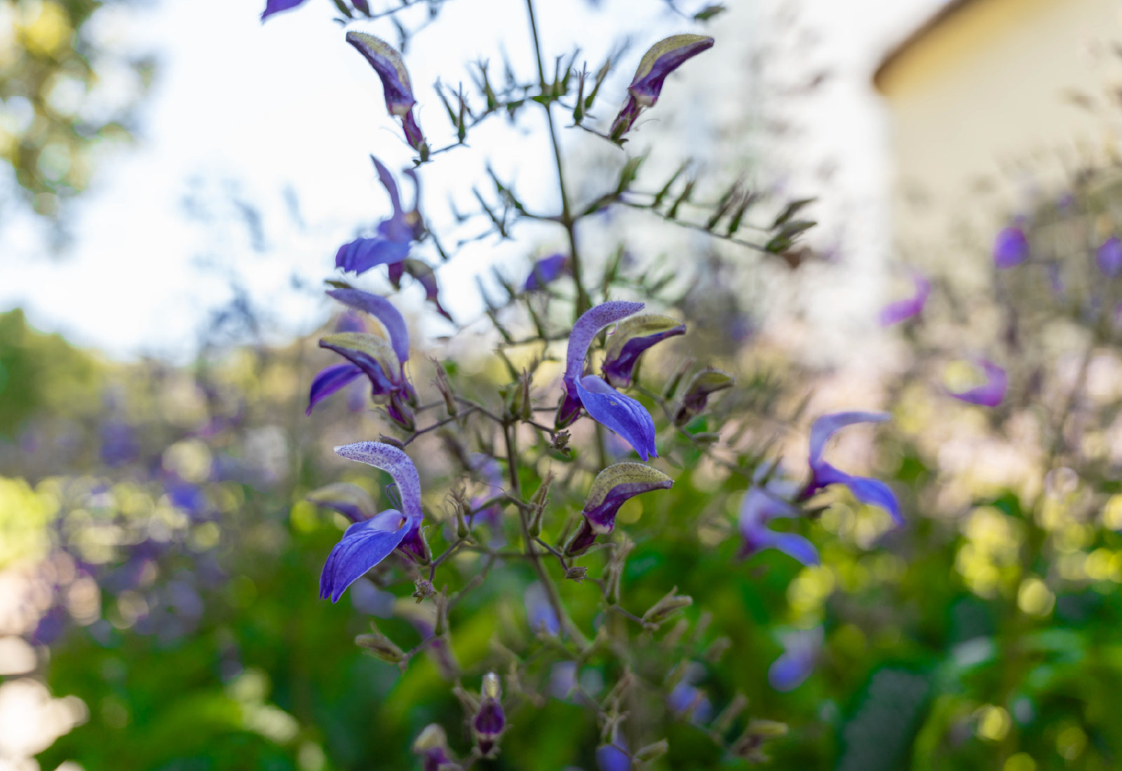 Alphen_Gallery. Grounds. 28